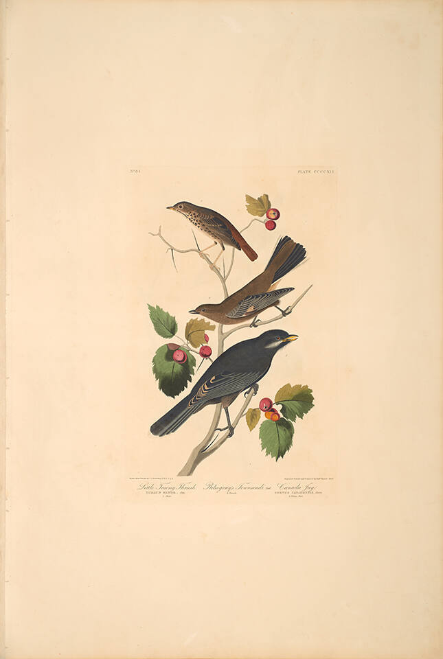 The Birds of America, Plate #419: "Little Tawny Thrush and Canada Jay"