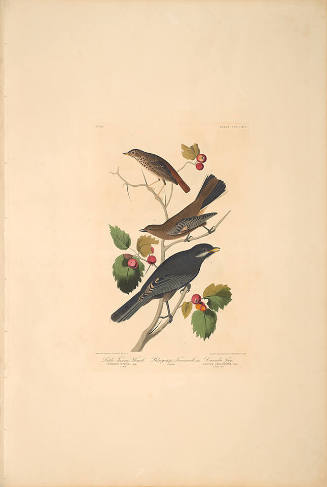 The Birds of America, Plate #419: "Little Tawny Thrush and Canada Jay"