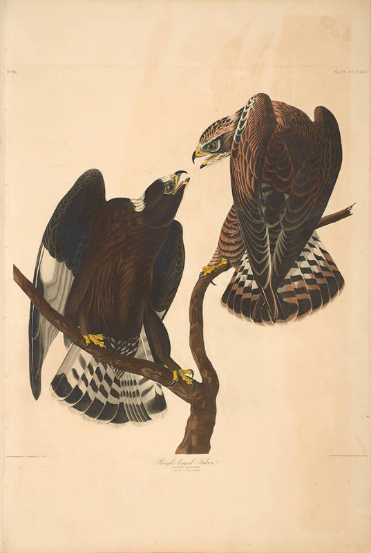 The Birds of America, Plate #422: "Rough-legged Falcon"