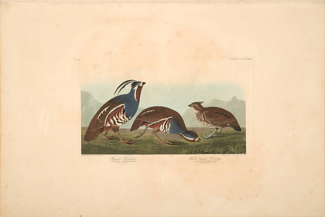 The Birds of America, Plate #423: "Plumed Partridge and Thick-legged Partridge"