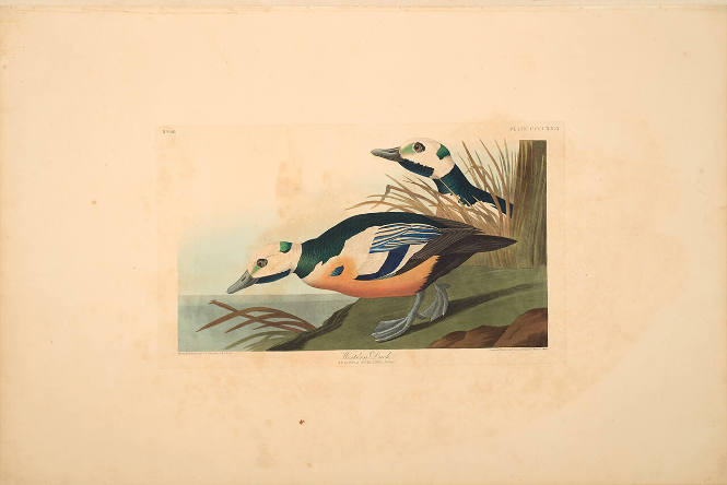 The Birds of America, Plate #429: "Western Duck"