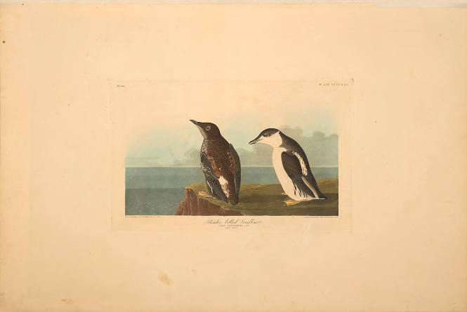 The Birds of America, Plate #430: "Slender-billed Guillemot"