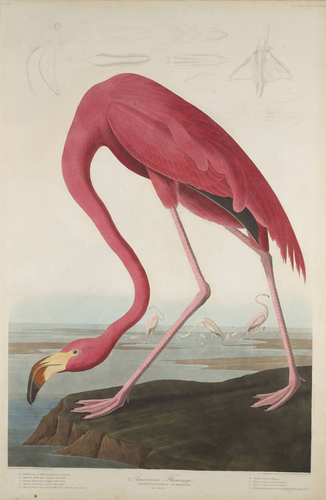 The Birds of America, Plate #431: "American Flamingo"