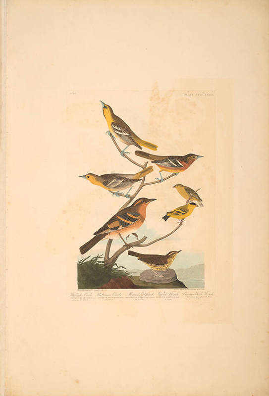 The Birds of America, Plate #433: "Bullock's Oriole, Baltimore Oriole, Mexican Goldfinch, Varied Thrush, and Common Water Thrush"