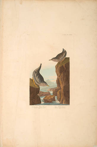 The Birds of America, Plate #435: "Columbia Water Ouzel"