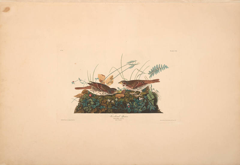 The Birds of America, Plate #108: "Fox-coloured Sparrow"