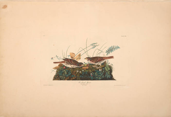 The Birds of America, Plate #108: "Fox-coloured Sparrow"