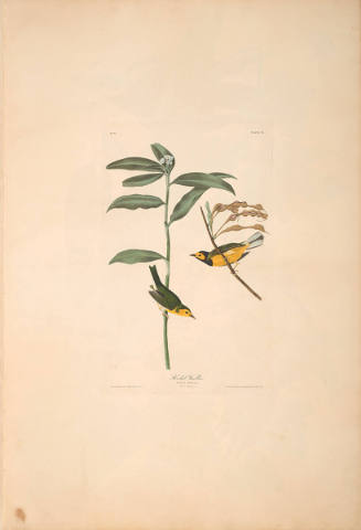 The Birds of America, Plate #110: "Hooded Warbler"