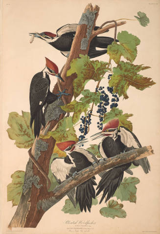 The Birds of America, Plate #111: "Pileated Woodpecker"