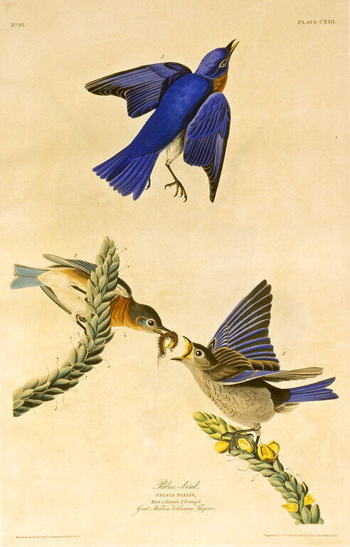 The Birds of America, Plate #113: "Blue-bird"