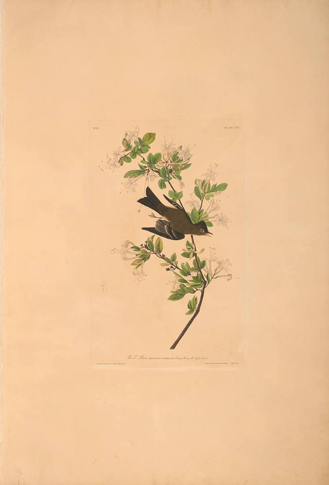 The Birds of America, Plate #115: "Wood Pewee"