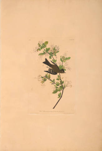 The Birds of America, Plate #115: "Wood Pewee"