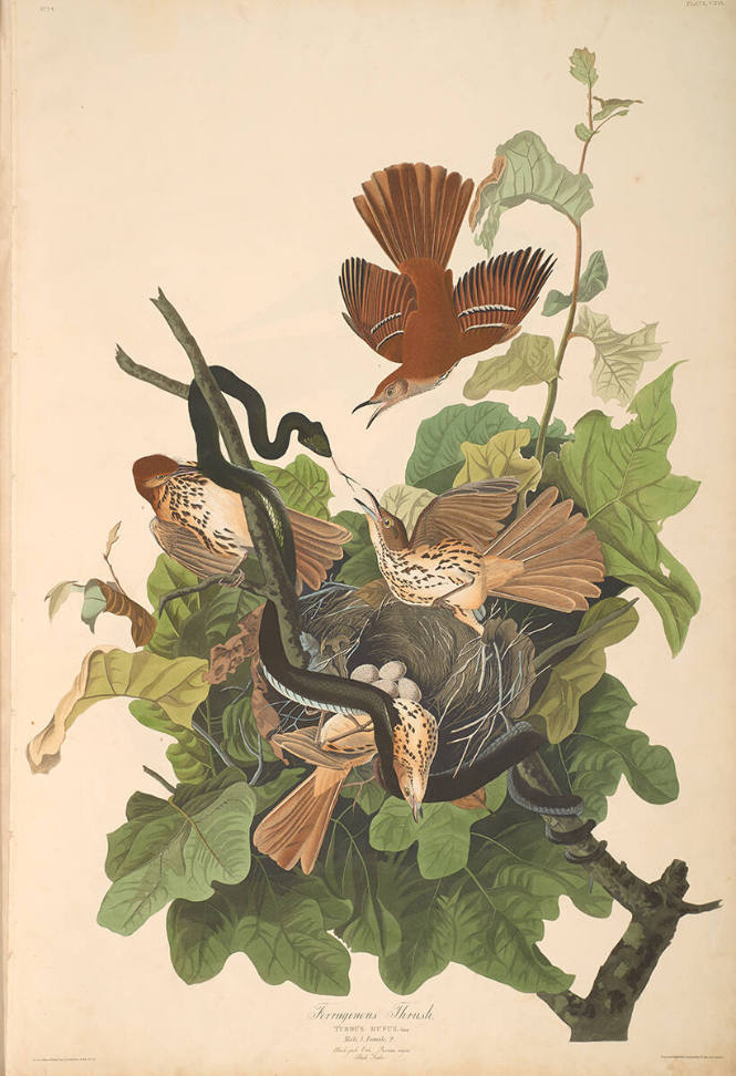 The Birds of America, Plate #116: "Ferruginous Thrush"