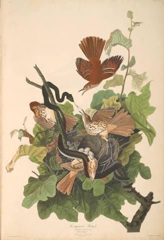 The Birds of America, Plate #116: "Ferruginous Thrush"