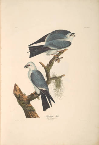 The Birds of America, Plate #117: "Mississippi Kite"