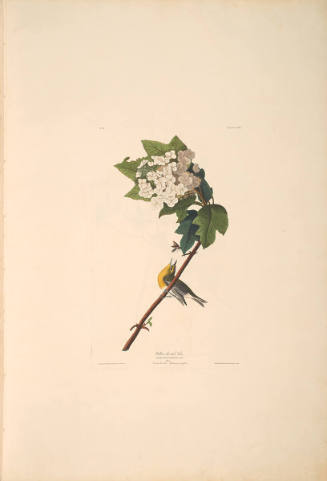 The Birds of America, Plate #119: "Yellow-throated Vireo"