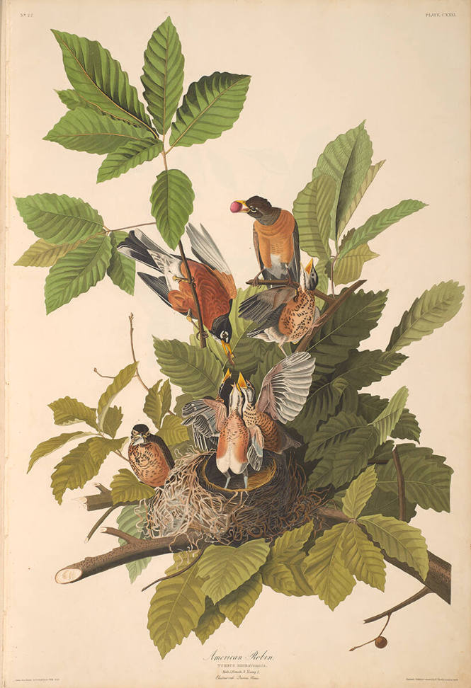 The Birds of America, Plate #131: "American Robin"