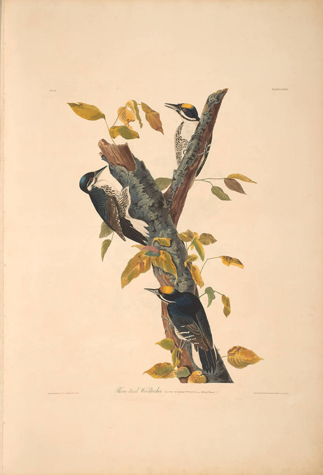 The Birds of America, Plate #132: "Three-toed Woodpecker"