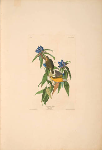 The Birds of America, Plate #138: "Connecticut Warbler"