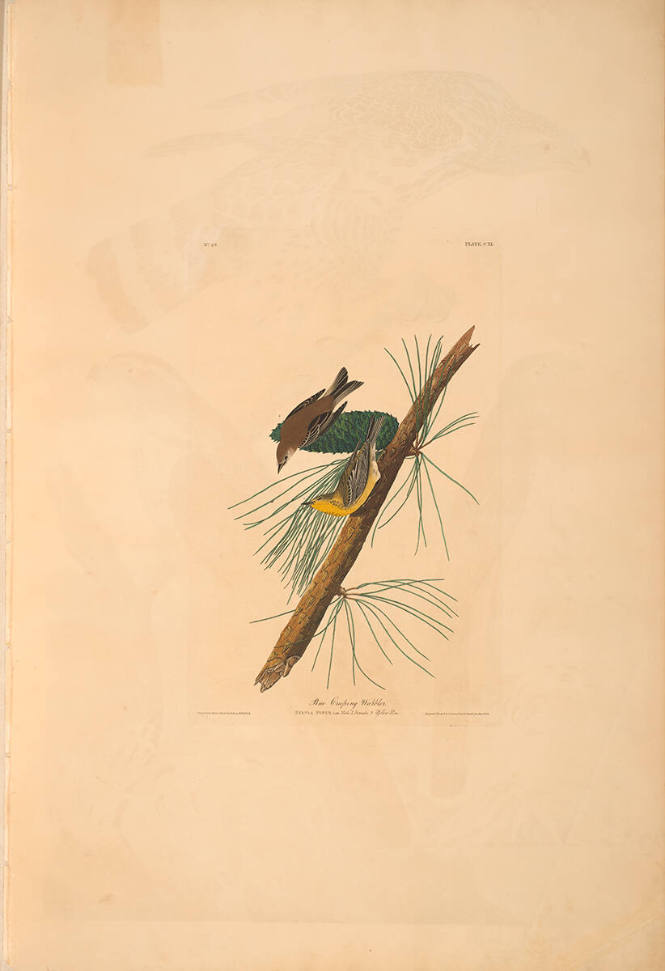 The Birds of America, Plate #140: "Pine-creeping Warbler"