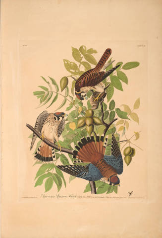 The Birds of America, Plate #142: "American Sparrow Hawk"