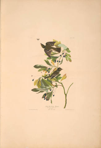 The Birds of America, Plate #144: "Small Green-crested Flycatcher"