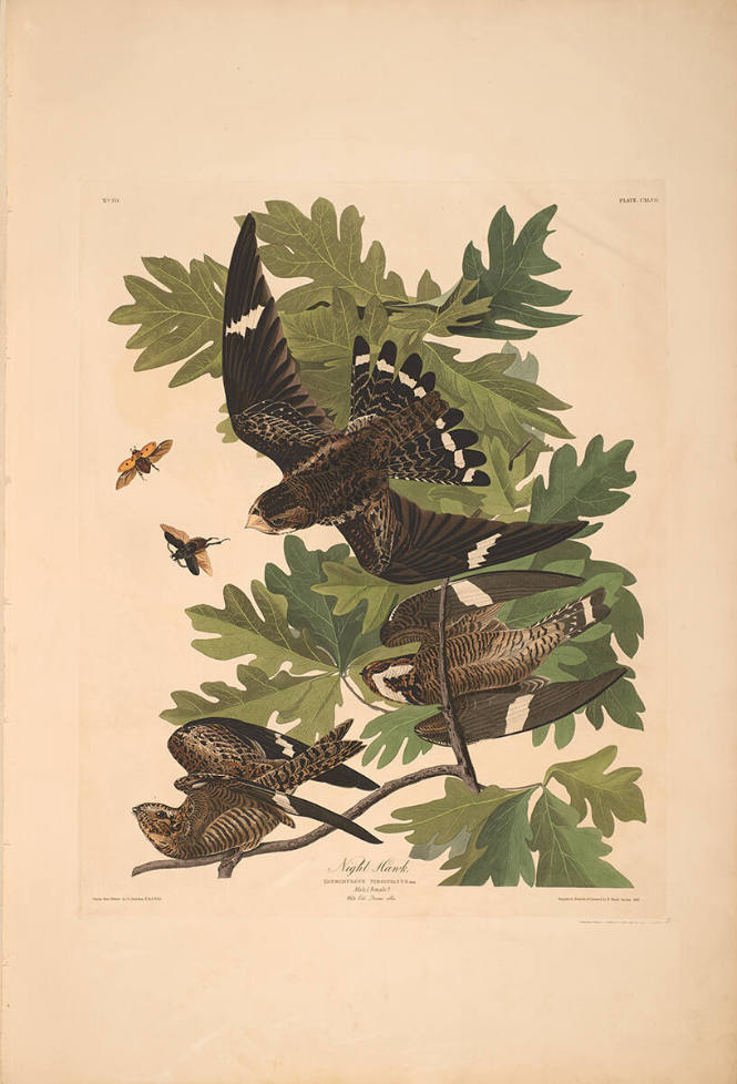 The Birds of America, Plate #147: "Night Hawk"