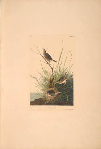 The Birds of America, Plate #149: "Sharp-tailed Finch"