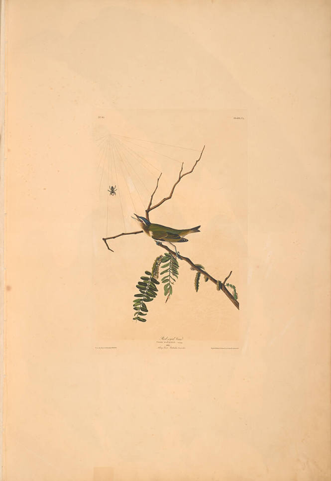 The Birds of America, Plate #150: "Red-eyed Vireo"