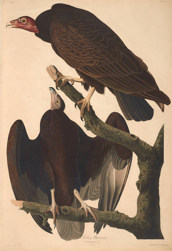 The Birds of America, Plate #151: "Turkey Buzzard"