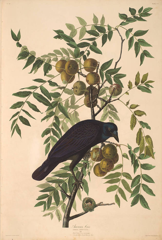 The Birds of America, Plate #156: "American Crow"