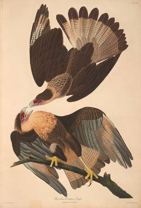 The Birds of America, Plate #161: "Brasilian Caracara Eagle"