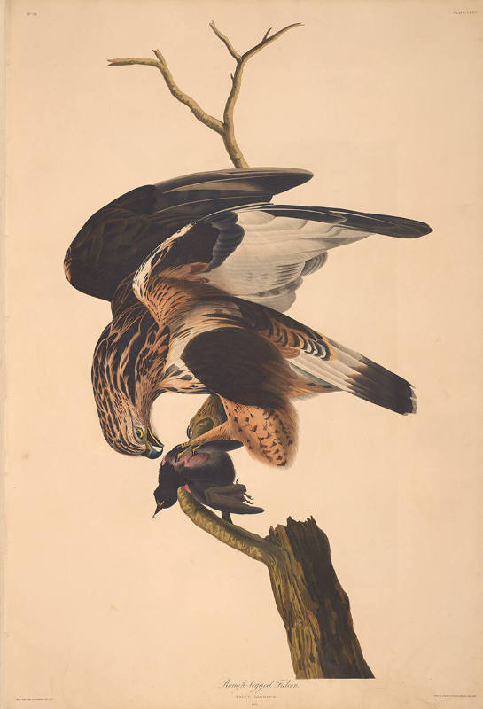 The Birds of America, Plate #166: "Rough-legged Falcon"