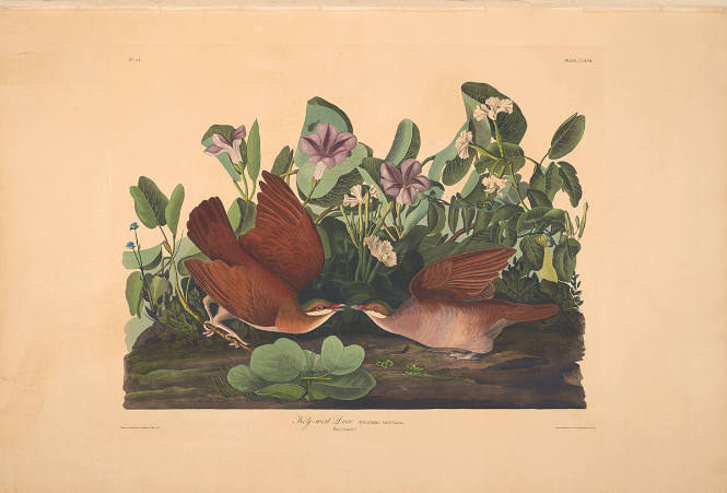 The Birds of America, Plate #167: "Key-west Dove"