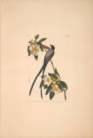 The Birds of America, Plate #168: "Forked-tailed Flycatcher"