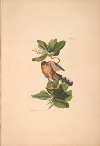 The Birds of America, Plate #169: "Mangrove Cuckoo"