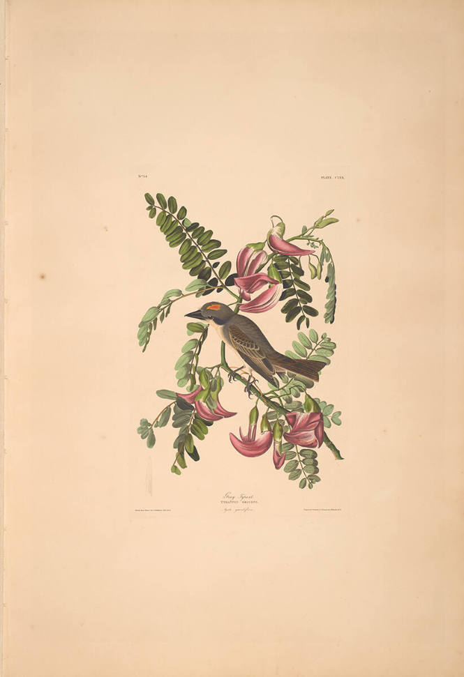 The Birds of America, Plate #170: "Gray Tyrant"