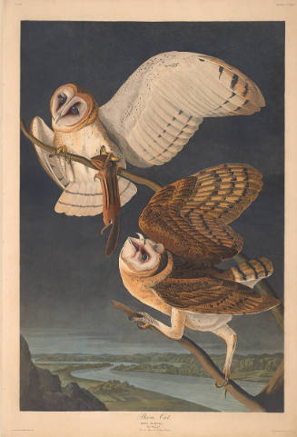 The Birds of America, Plate #171: "Barn Owl"