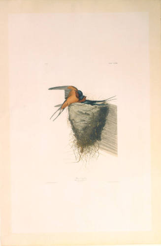 The Birds of America, Plate #173: "Barn Swallow"