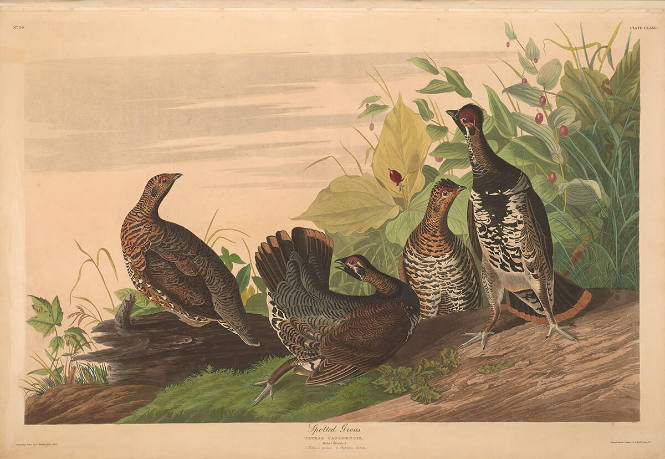 The Birds of America, Plate #176: "Spotted Grouse"