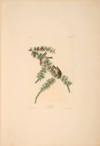 The Birds of America, Plate #180: "Pine Finch"