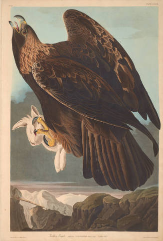 The Birds of America, Plate #181: "Golden Eagle"