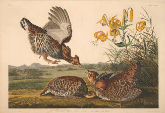 The Birds of America, Plate #186: "Pinnated Grouse"