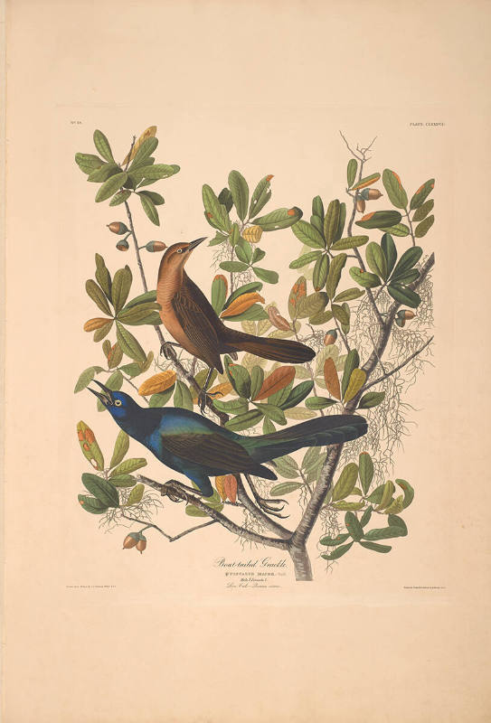 The Birds of America, Plate #187: "Boat-tailed Grackle"