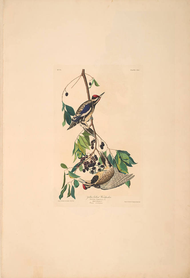 The Birds of America, Plate #190: "Yellow-bellied Woodpecker"