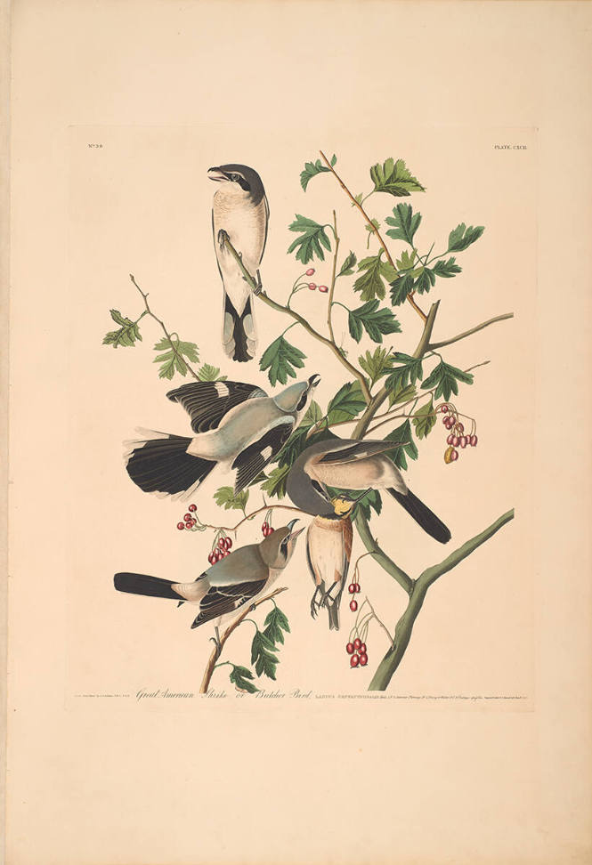 The Birds of America, Plate #192: "Great American Shrike or Butcher Bird"