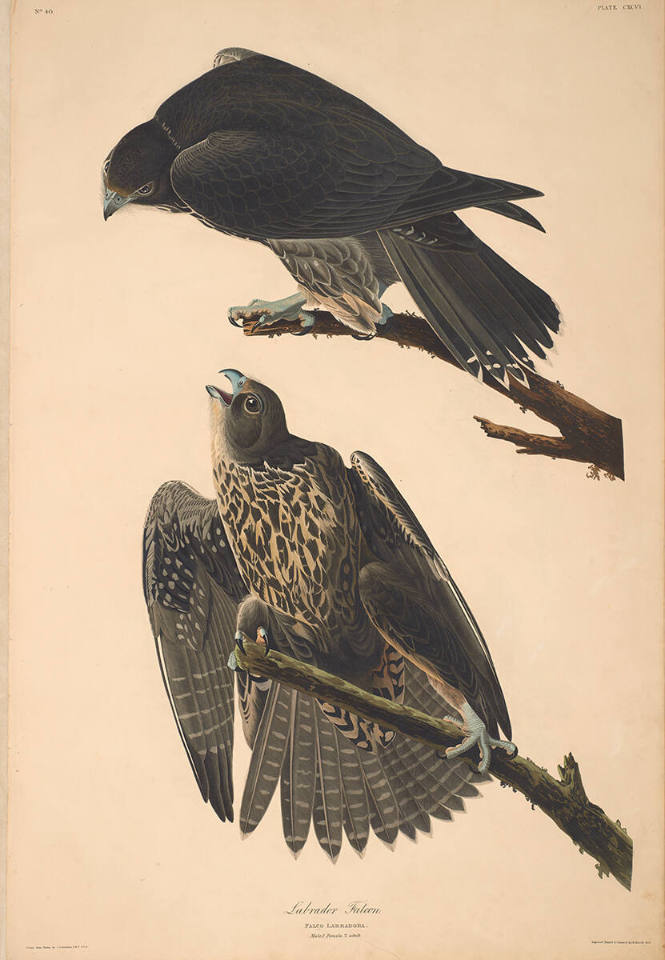 The Birds of America, Plate #196: "Labrador Falcon"