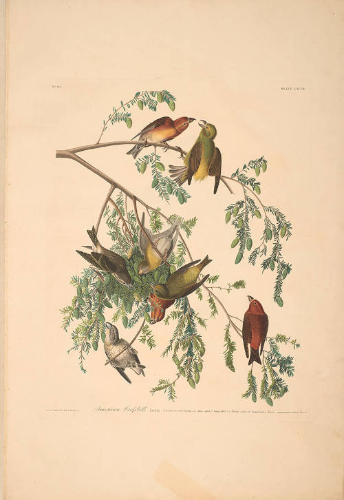 The Birds of America, Plate #197: "American Crossbill"