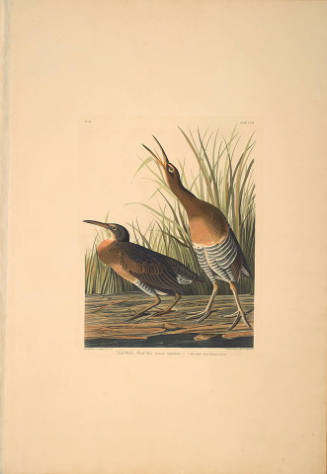 The Birds of America, Plate #204: "Salt-water Marsh Hen"