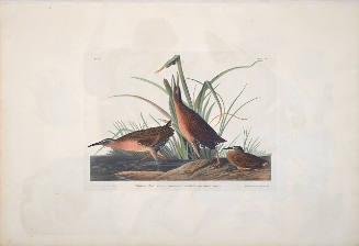 The Birds of America, Plate #205: "Virginia Rall"